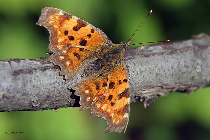 Lasiommata megera, Pieris napi, Polygonia c-album